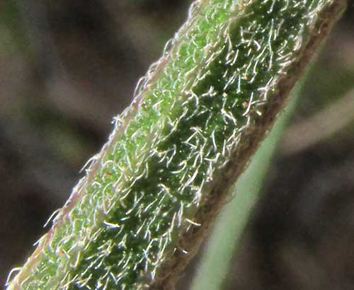 Sixangle Foldwing, DICLIPTERA SEXANGULARIS, hairy, six-angled stem