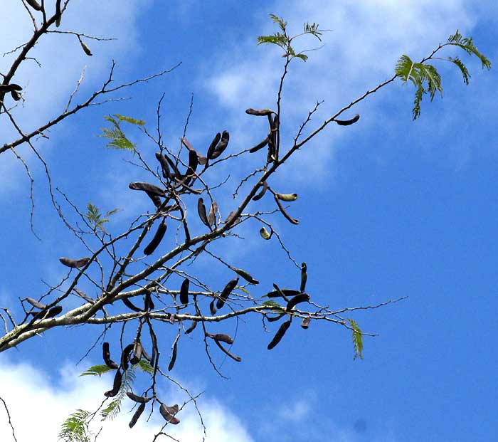Feather Acacia or Huizache, VACHELLIA [ACACIA] PENNATULA ssp. PARVICEPHALA, fruiting branch