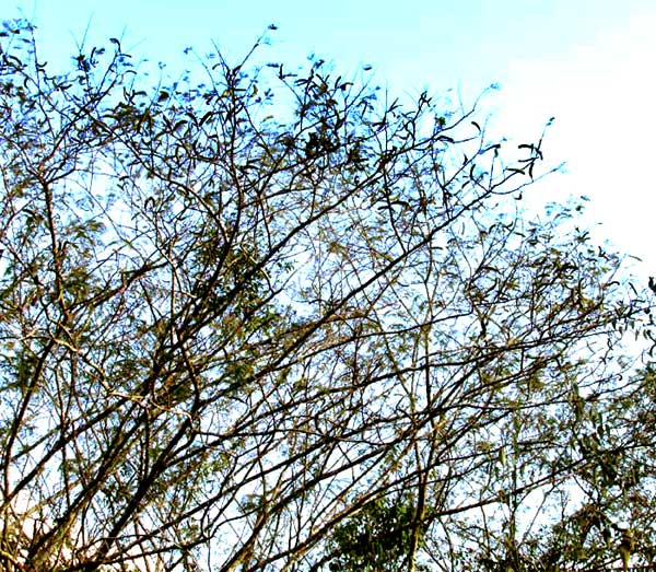 Feather Acacia or Huizache, VACHELLIA [ACACIA] PENNATULA ssp. PARVICEPHALA, branching pattern