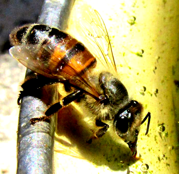 Honeybee, Apis mellifera, up close, drinking water