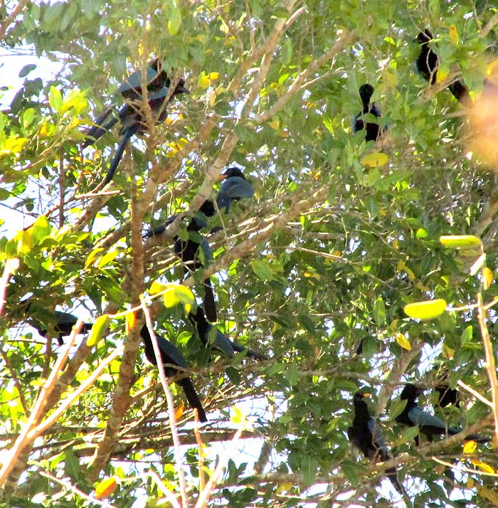 Yucatan Jay, CISSILOPHA YUCATANICUS, flocking during hot afternoon