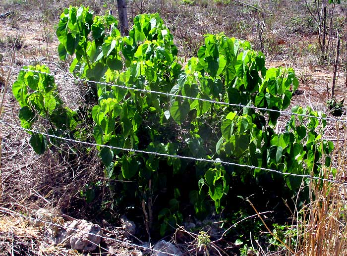 Pomol Ché, JATROPHA GAUMERI, leafy plant