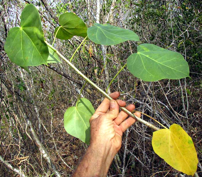 Pomol Ché, JATROPHA GAUMERI, leaves on stem