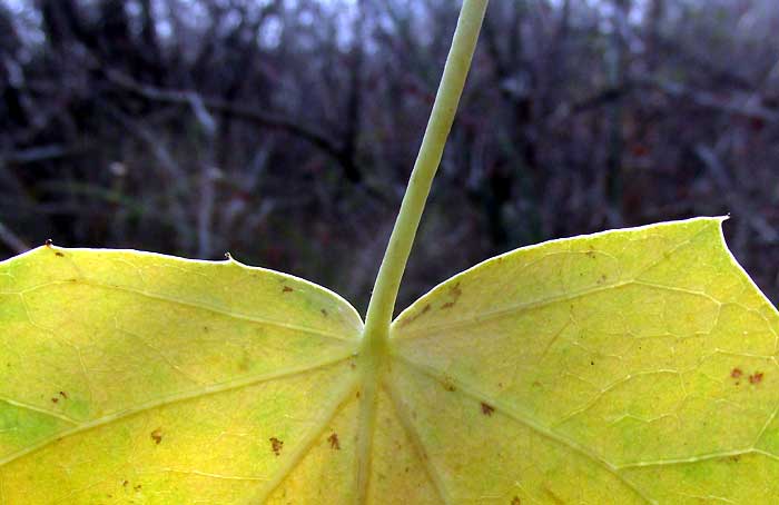 Pomol Ché, JATROPHA GAUMERI, leaf base showing gland-tipped teeth