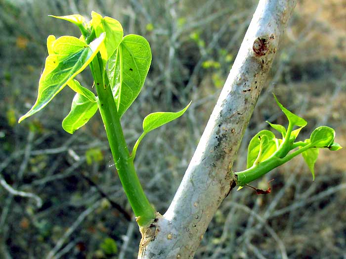 Pomol Ché, JATROPHA GAUMERI, sprouting branch