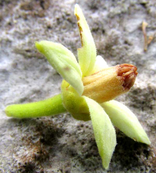 TRICHILIA HIRTA, flower