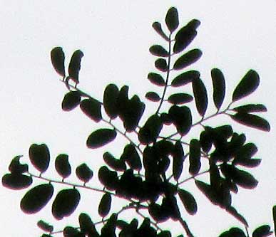 TRICHILIA HIRTA, leaves