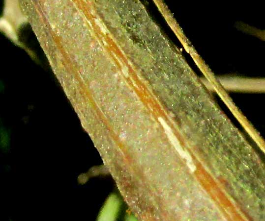 Monkey-comb, PITHECOCTENIUM CRUCIGERUM, squared stem