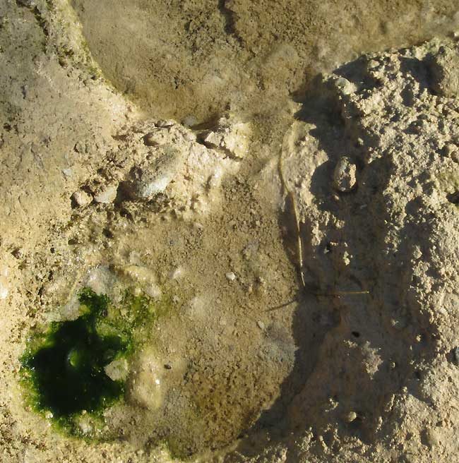 SPIROGYRA cf. COMMUNIS, appearance at muddy seep