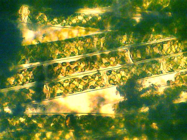 SPIROGYRA cf. COMMUNIS, strands showing pyrenoids