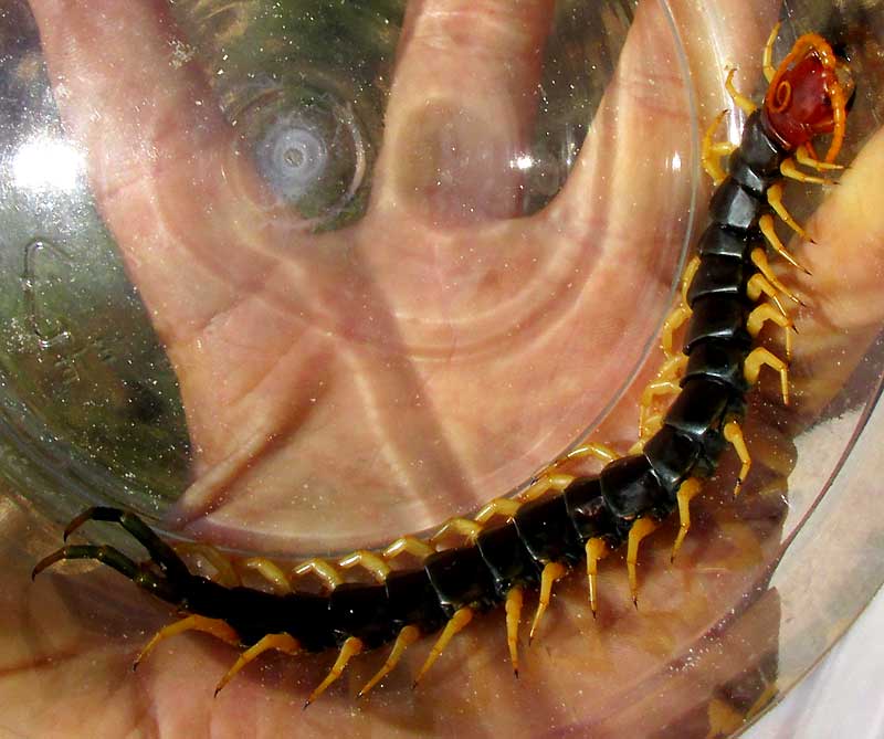 Giant Desert Centipede, SCOLOPENDRA HEROS