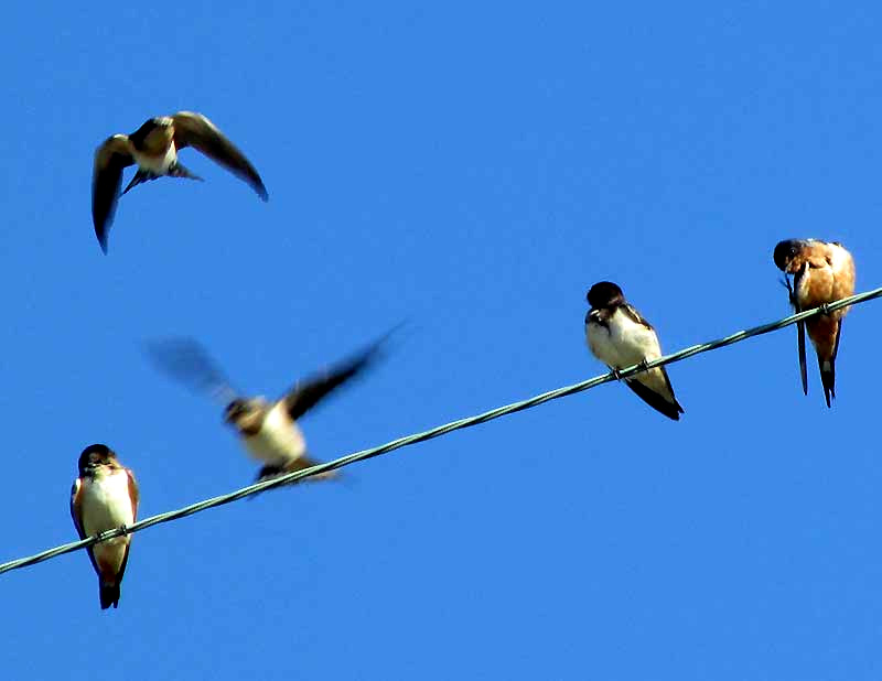 Barn Swallow, Hirundo rustica, juveniles on power line