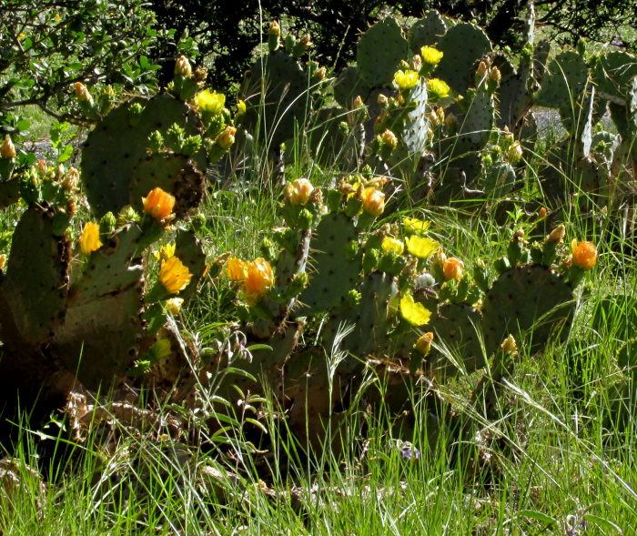 OPUNTIA ATRISPINA, flowering