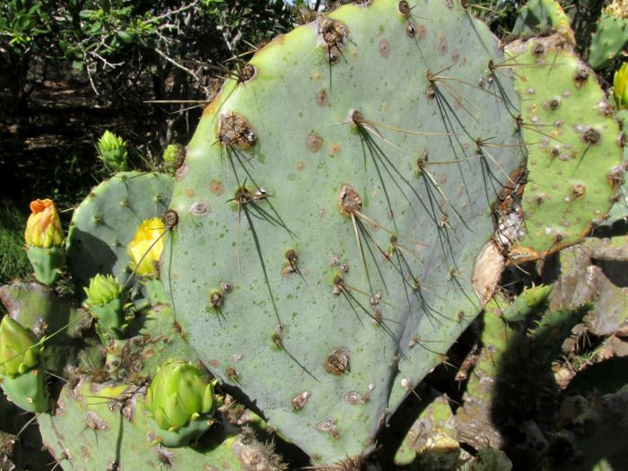 OPUNTIA ATRISPINA, pad and spines