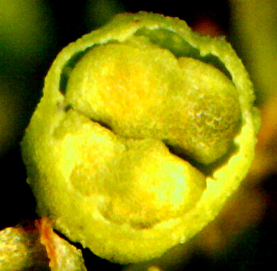 Chinese Tallow Tree, TRIADICA SEBIFERA, male flower showing 2 stamens