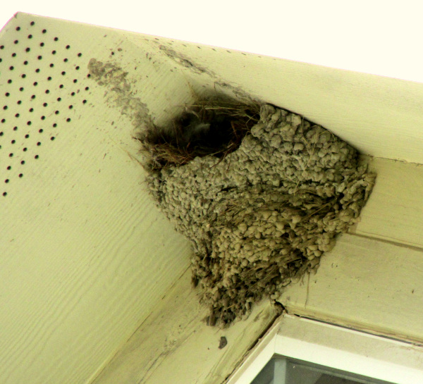 Barn Swallow, Hirundo rustica, mud nest