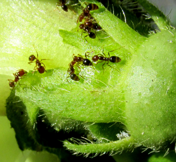 ants feeding at sepal glands on Okra, Abelmoschus esculentus