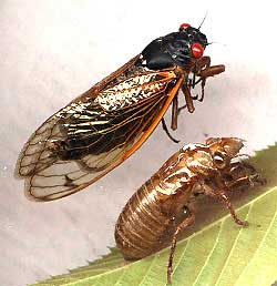 Periodical Cicada from the 2001 outbreak in southwestern Mississippi