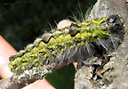 Acronicta morula