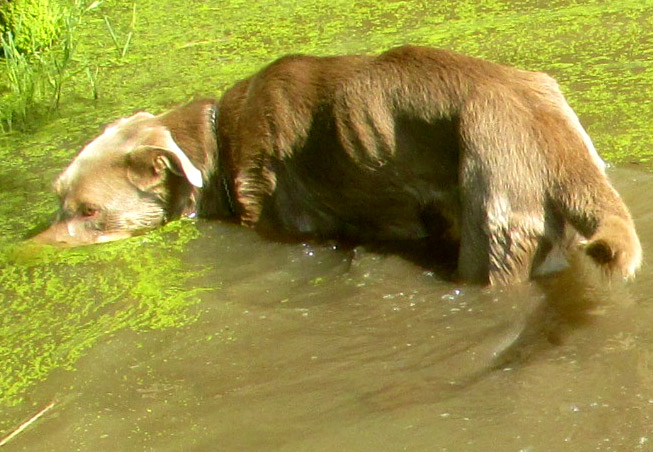 Dog underwater sniffing