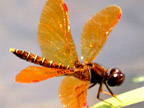 Perithemis tenera male