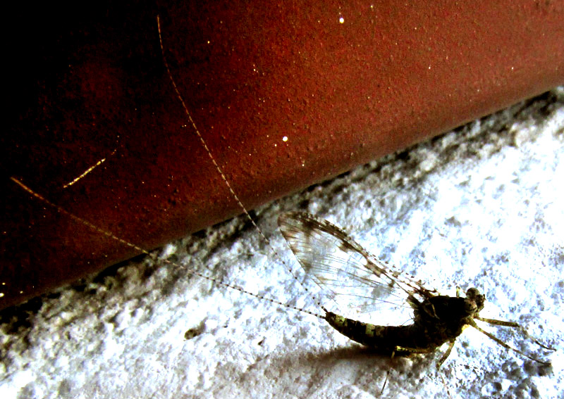 Speckled Dun Mayfly, CALLIBAETIS PICTUS, in central Mexico