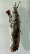 Antaeotricha leucillana