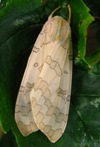 Halysidota tessellaris or Pale Tiger Moth