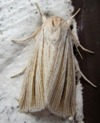Simyra insularis or Cattail Caterpillar Moth