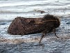 Korscheltellus gracilis also known as Conifer Swift Moth