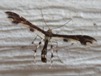 Geina tenuidactyla