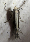 Micrurapteryx salicifolialla