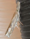 Neodactria luteolellus
