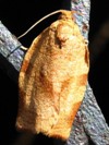 Choristoneura rosaceana