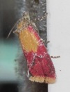 Cochylis oenotherana