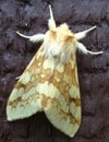 Lophocampa maculata or Yellow-Spotted Tiger Moth