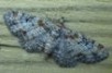 Eupithecia mutata also known as Cloaked Pug
