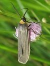 Cisseps fulvicollis
