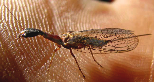 Snakefly, genus AGULLA