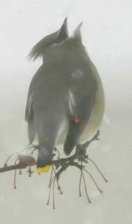 Cedar Waxwing catching snowflakes, photo by Cindy in Michigan