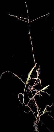 Crabgrass, Digitaria sanguinalis