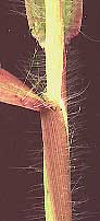 hairs on sheath of Digitaria sanguinalis, or crabgrass