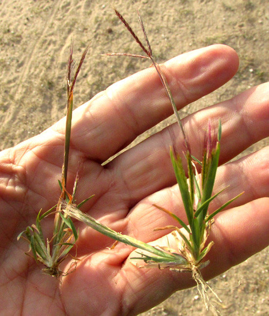King Ranch Bluestem, BOTHRIOCHLOA ISCHAEMUM var. SONGARICA, plants in hand, showing roots and inflorescences