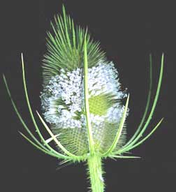 Teasel, DIPSACUS SYLVESTRIS, flowering head