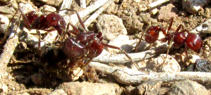 dried fruit of Desert Hackberry, CELTIS PALLIDA, being moved by harvester ant, probably Pogonomyrmex barbatus