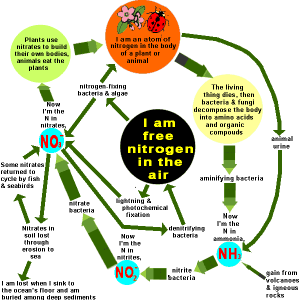 Nitrogen Biogeochemical Cycle