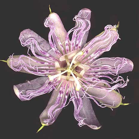 Passionflower, Passiflora incarnata, flower