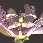Passionflower cross section