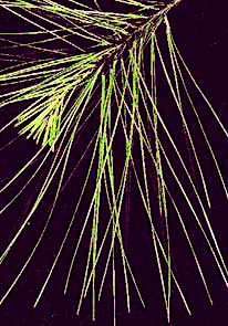 Pine needles, Loblolly Pine, Pinus taeda