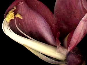 Diadelphous stamens of the Kudzu flower